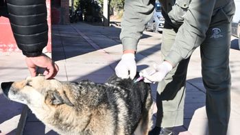 Cómo será el cronograma semanal de vacunación y castración en capital