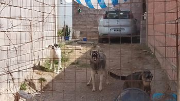 Denunció a su vecina porque tiene perros agresivos, que ya mordieron a varios niños