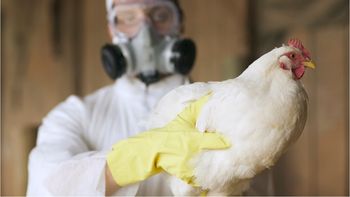 Chile confirmó su primer caso de gripe aviar en humanos