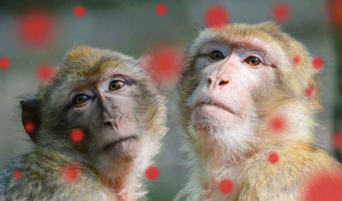 Brasil: la OMS denunció ataques a monos por temor a la viruela