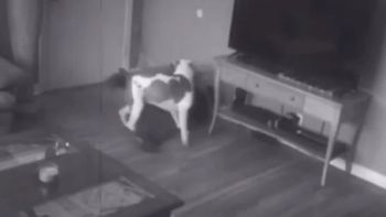 Un perro evitó el robo de una casa al arrinconar al ladrón hasta que llegó la policía