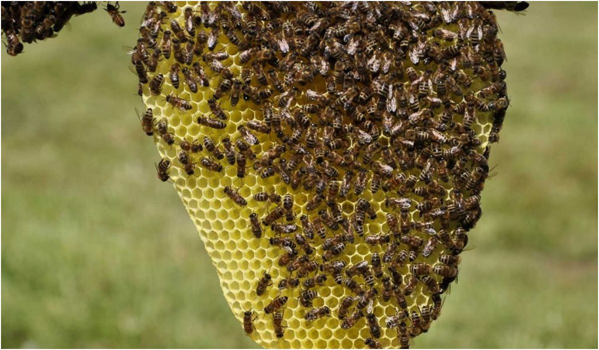 Un hombre murió tras ser atacado por un enjambre de abejas