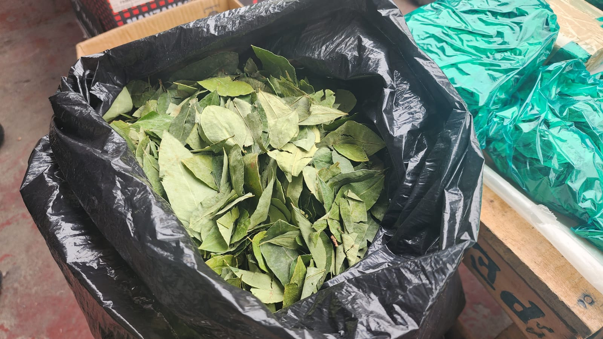 Hojas de coca aumento de precio y escasa provisión en Jujuy