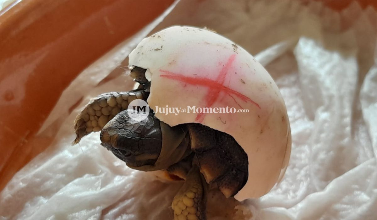 La dulce llegada de una nueva tortuguita en Sallka
