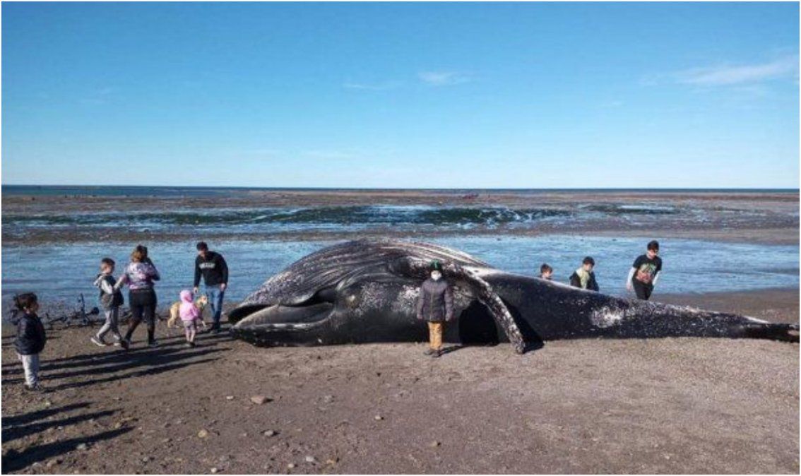 Chubut: Apareció una ballena muerta y piden a la población que no se acerque