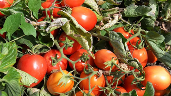 Productores tomateros perdieron sus cosechas y piden auxilio estatal