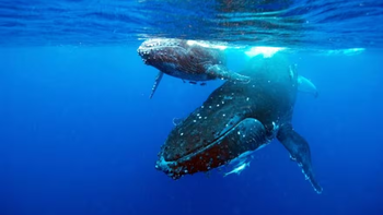 Descifraron el misterio de cómo las ballenas cantan debajo del agua
