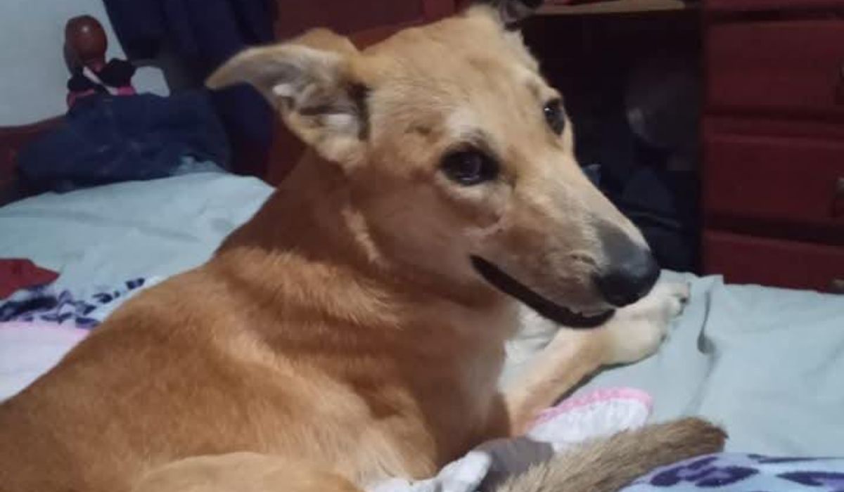 Barrio San Cayetano: Bonnie se extravió