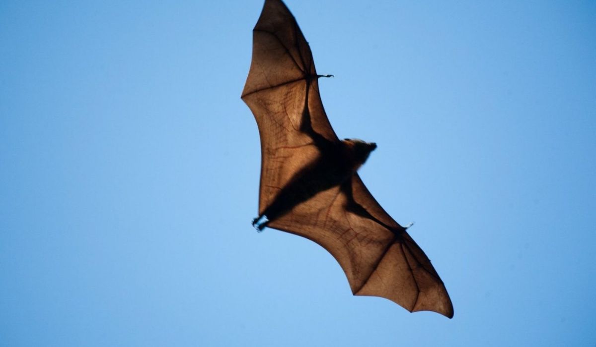 Invasión de murciélagos: ¿Son peligrosos?