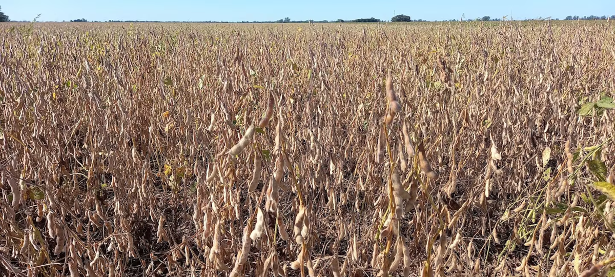 Brasil se une a Argentina y EE.UU. en la solicitud para retrasar la ley europea contra la deforestación