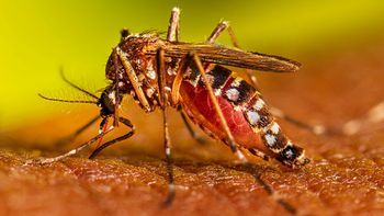 Se registró la primera muerte por coinfección de dengue en el país