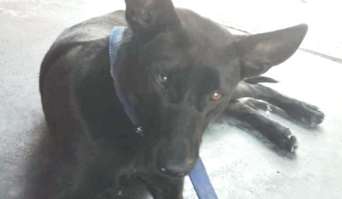 Un perro abandonado en estación de servicio necesita amor