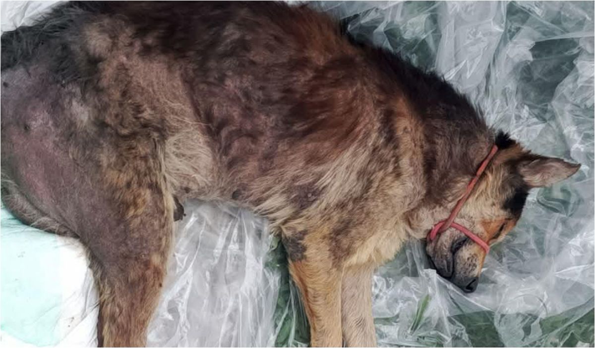 Necesitan ayuda para  salvar a un perro que estaba siendo comido por gusanos