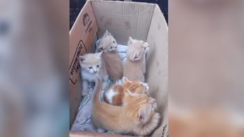 Abandonaron en la calle a cinco gatos y le buscan familia