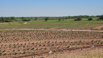 La falta de agua genera suma preocupación en productores tabacaleros jujeños