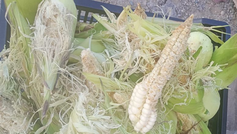 Invasión de loros afecta a pequeños productores de Purmamarca