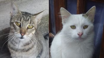 Barrio Cuyaya: dos gatos abandonados necesitan hogar