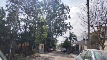 Riesgo de colapso: vecinos de Río Blanco piden acelerar el retiro de un árbol de 40 metros