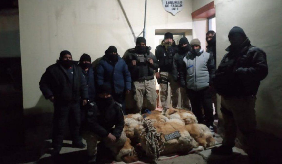 Cazador furtivo fue detenido con 45 cueros de vicuña