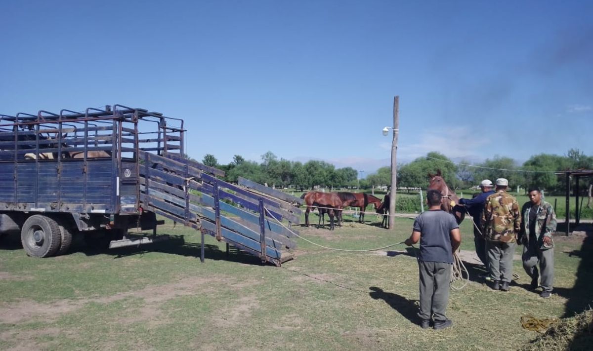 Rematan vacas, cerdos y caballos en Jujuy