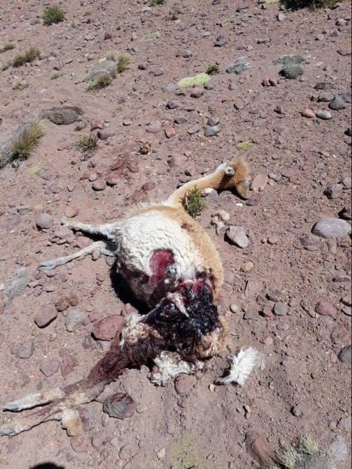 Denuncian caza furtiva de vicuñas en la Puna