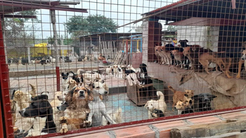 El Hogar San Roque necesita ayuda para alimento y veterinario