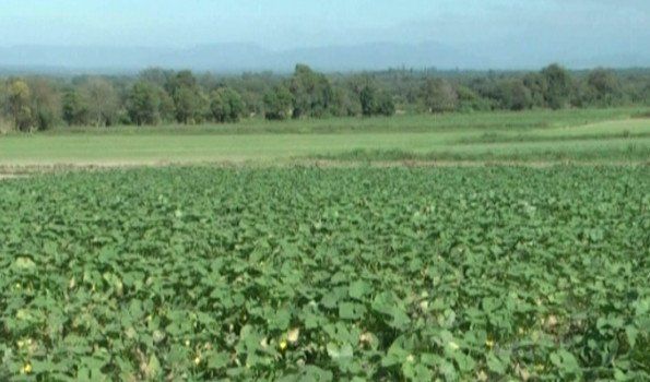Pequeños productores: Crítica situación y ausencia del Estado provincial
