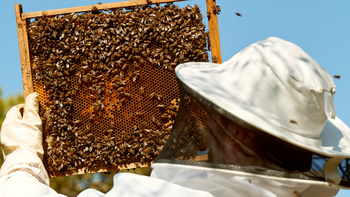 Los desafíos de la Apicultura en Palpalá