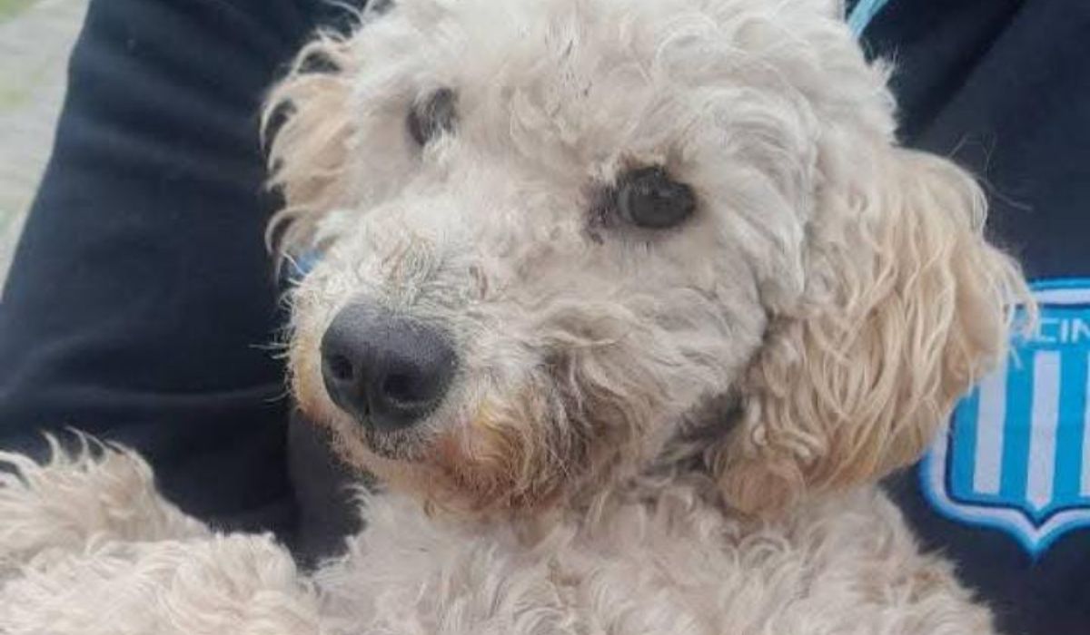 Barrio Malvinas: buscan a la familia de una perra Barrio Malvinas: buscan a la familia de una perra