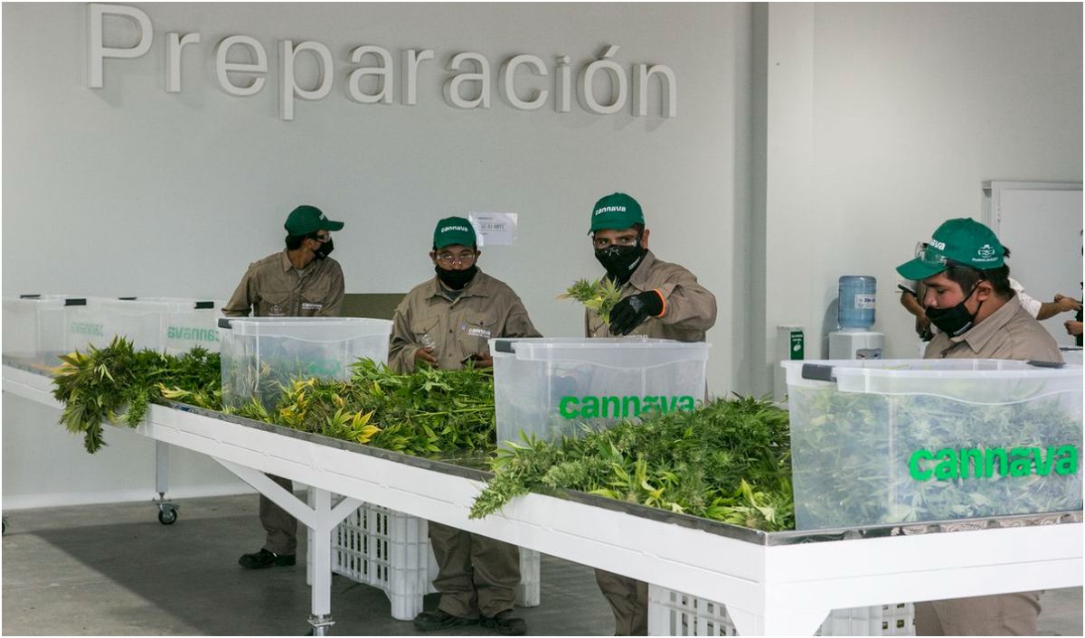 Quedó inaugurado el complejo de biotecnología para la producción de cannabis medicinal