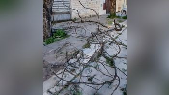 Fuertes vientos azotaron a la ciudad: caída de ramas, cables y cortes de luz
