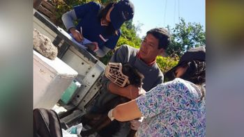 Preocupa la cantidad de perros de la calle en Aguas Calientes