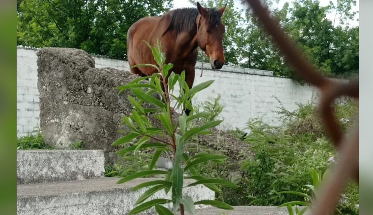 Preocupación por el estado de abandono del club Lavalle: en la cancha de fútbol crían caballos