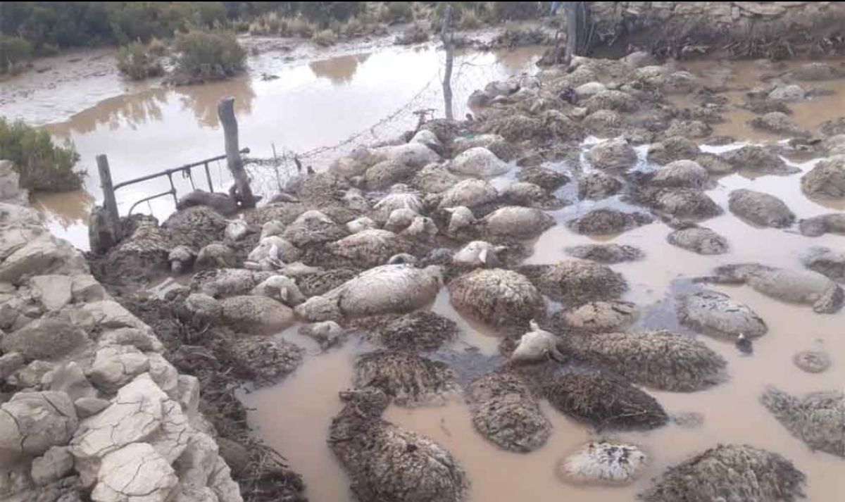 Cerca de 170 corderos murieron ahogados en Pozuelos