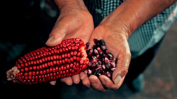 Cultivo Ancestral, Amenaza Moderna: El Maíz en 