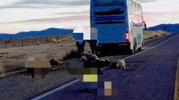 Siniestro vial en la Puna: un colectivo arrolló a un rebaño de ovejas sobre Ruta 9