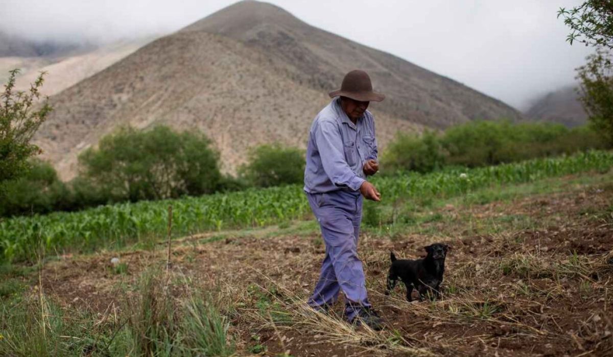 Preocupación en el campo: Se están usando tierras de cultivo para viviendas