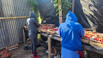 Productores jujeños de frutillas dicen que fue 