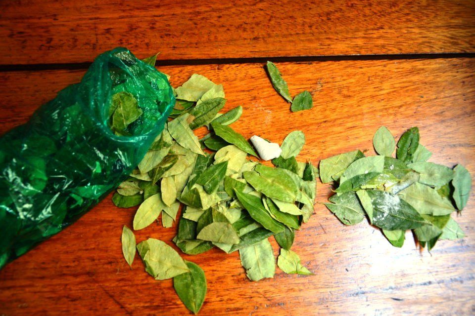 Descartan que el consumo de hojas de coca dé positivo en test de drogas