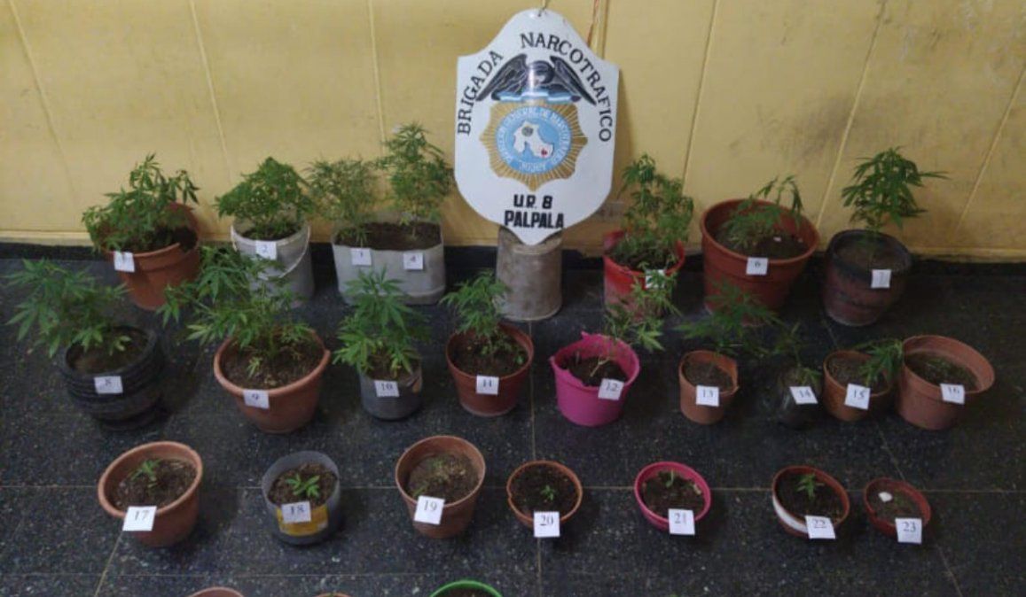 Secuestran 29 plantines de marihuana en un domicilio palpaleño