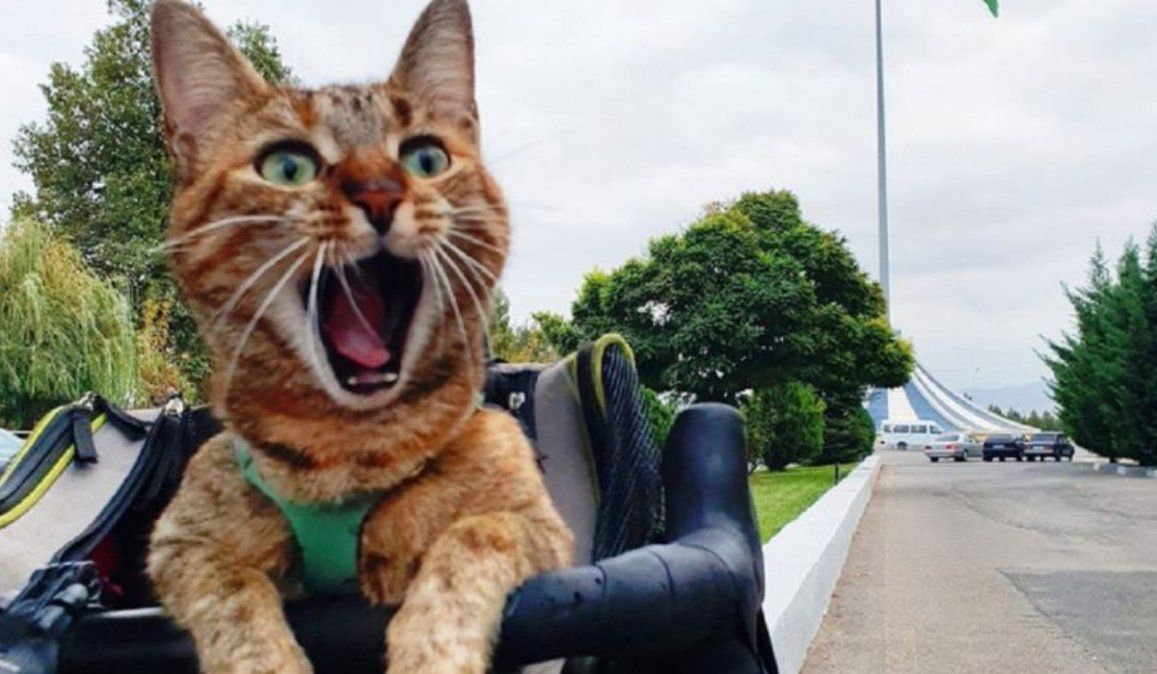 Nala: la gata que viaja por el mundo en bicicleta y es furor en Instagram