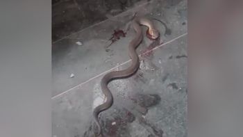 Víboras en el Hospital Gallardo: 