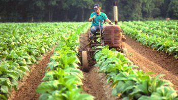 Productores tabacaleros buscan ideas para mejorar la campaña de este año