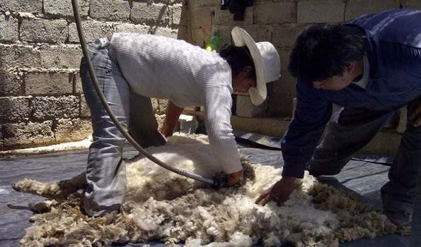 Capacitación para productores laneros