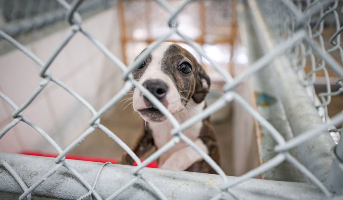 Parque Xibi-Xibi: continúa la feria de adopción de animales