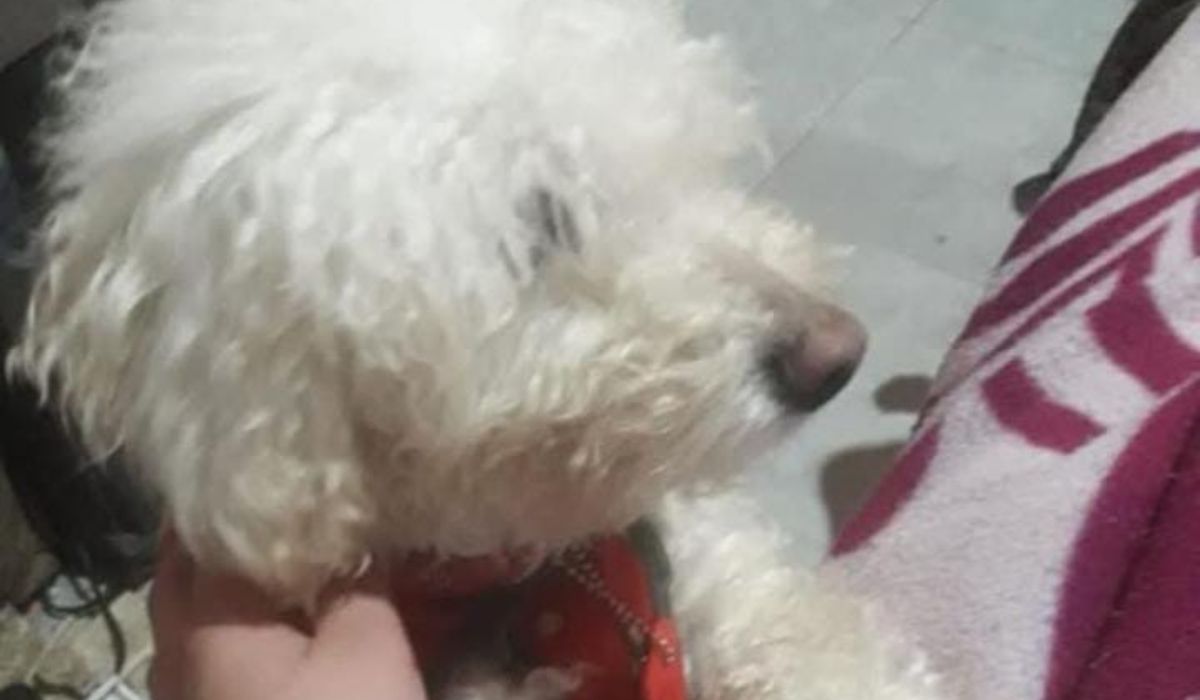 Teddy se perdió en barrio Alto Comedero Teddy se perdió en barrio Alto Comedero