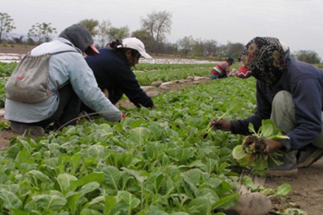 Productores tabacaleros afectados por granizo reclaman ayuda