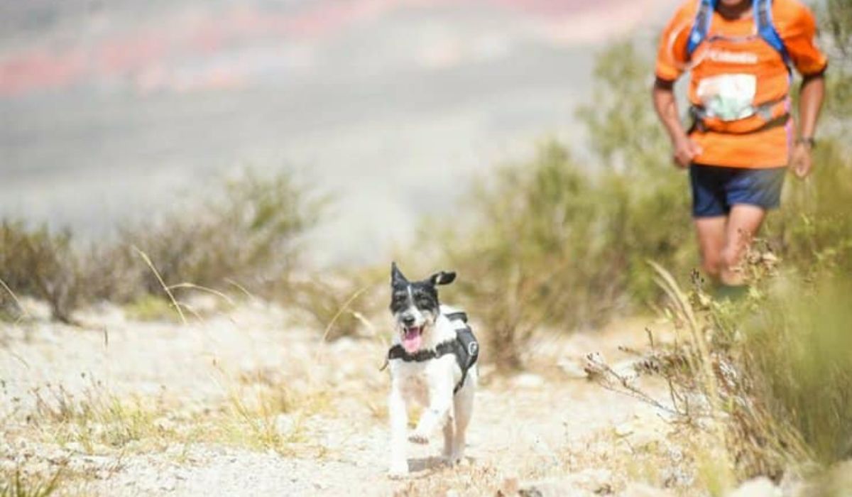Murió Beethoven, el perro maratonista que fue rescatado de la calle