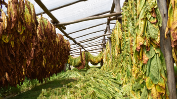 Tabacaleros de Jujuy: costos altos y dificultades para acceder a líneas de crédito