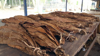 Productores tabacaleros de Jujuy, sin atención ni soluciones